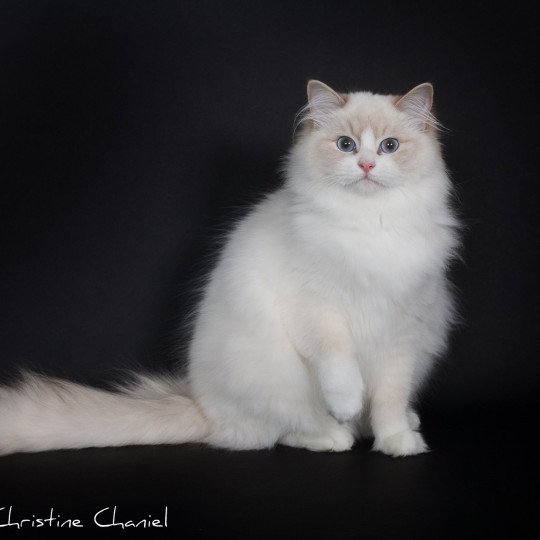 chat Ragdoll lilac tabby point bicolor AMBER Chatterie de Midnight Dreams