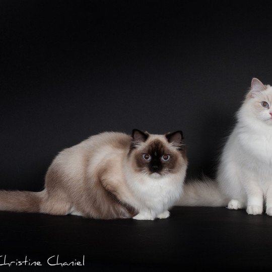 chat Ragdoll black mitted WALERIANA Chatterie de Midnight Dreams